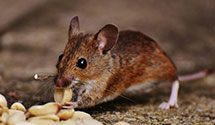 24 Hour & Emergency Exterminators in Cottonwood, AZ